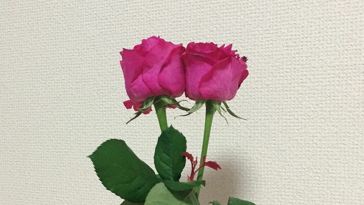 入籍のイメージ